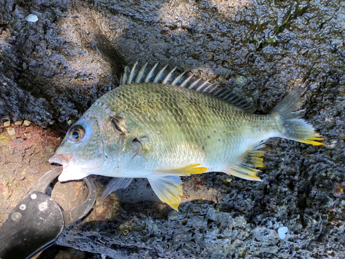 キビレの釣果