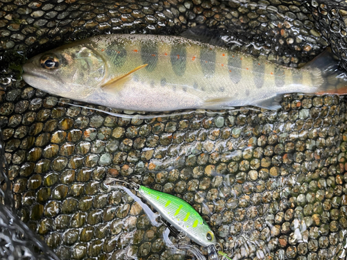 アマゴの釣果