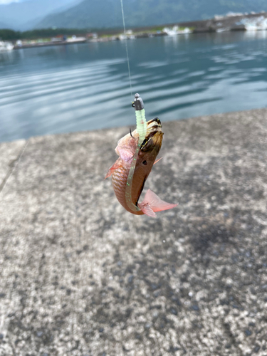 ネンブツダイの釣果