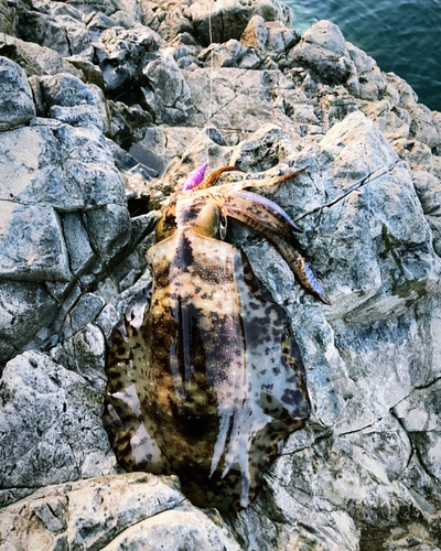 アオリイカの釣果