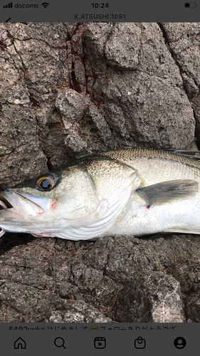 シーバスの釣果