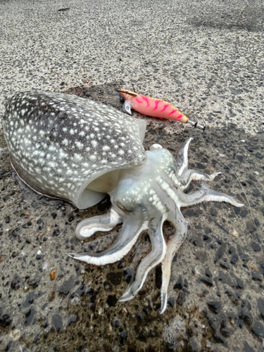 シリヤケイカの釣果