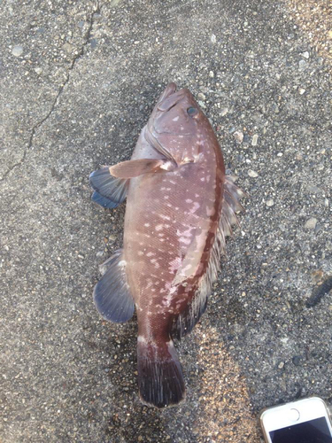 マハタの釣果