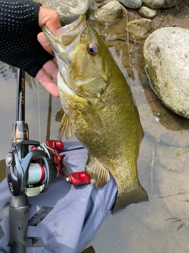 スモールマウスバスの釣果