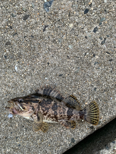 タケノコメバルの釣果