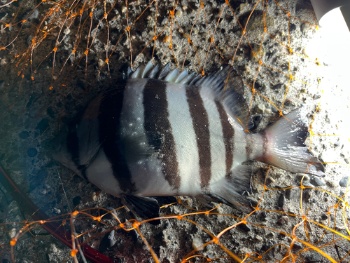 サンバソウの釣果