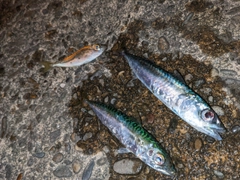 サバの釣果