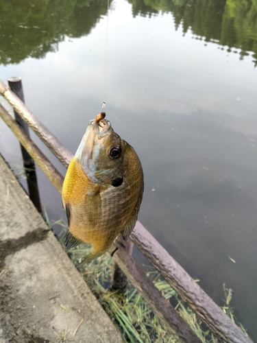 ブルーギルの釣果