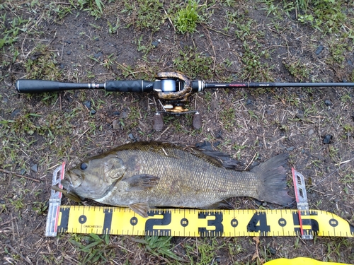 スモールマウスバスの釣果