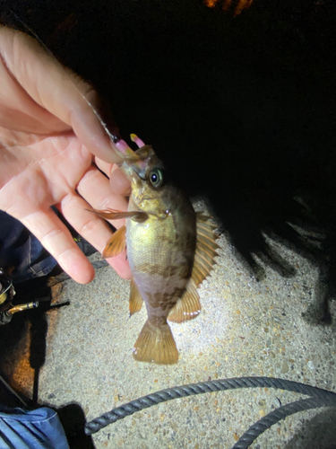 メバルの釣果