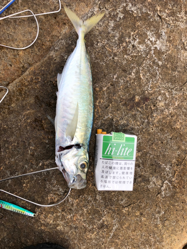 アオアジの釣果