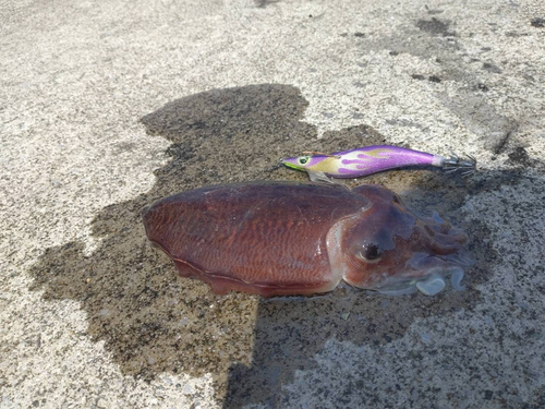 イカの釣果