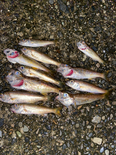 クロムツの釣果