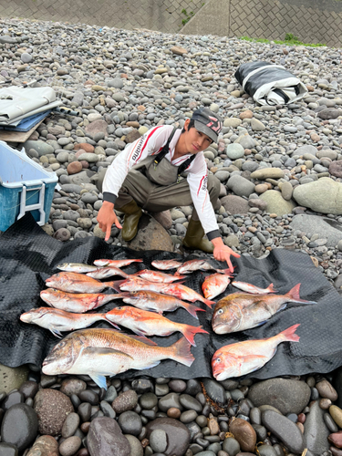 マダイの釣果