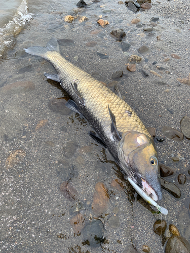 ニゴイの釣果