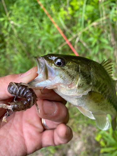 ブラックバスの釣果