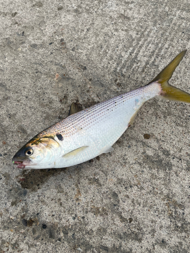 コノシロの釣果