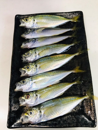 アジの釣果