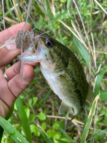 ブラックバスの釣果