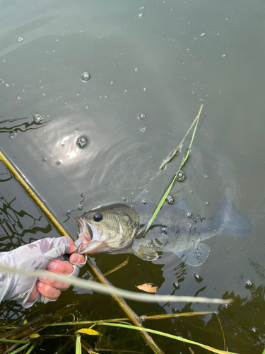 ラージマウスバスの釣果