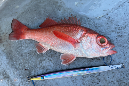 アカムツの釣果