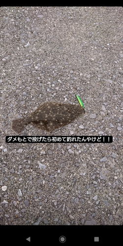 ヒラメの釣果