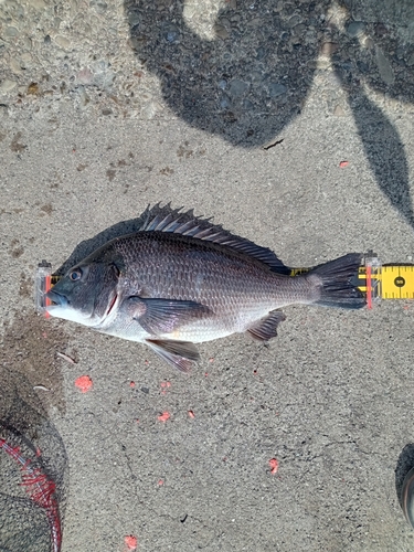 チヌの釣果