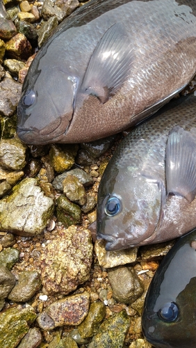 クチブトグレの釣果