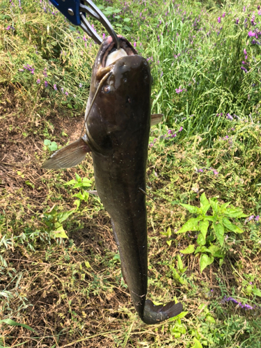 ナマズの釣果