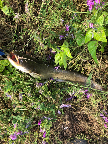 ナマズの釣果