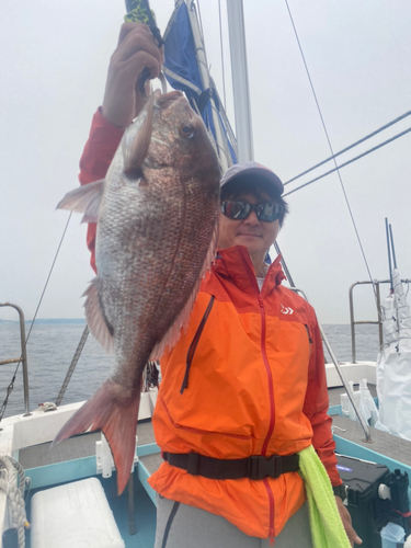 マダイの釣果