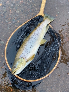 ブラウントラウトの釣果