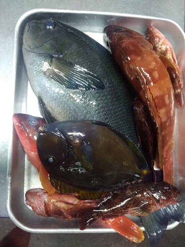 クチブトグレの釣果