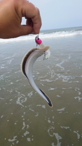 シタビラメの釣果