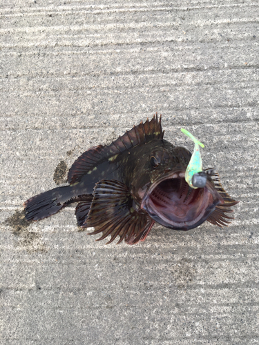 カサゴの釣果