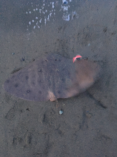 ツバクロエイの釣果