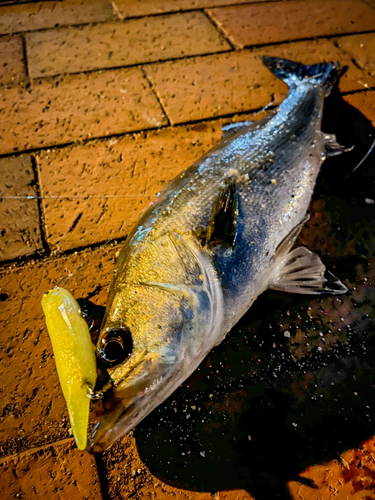 セイゴ（マルスズキ）の釣果