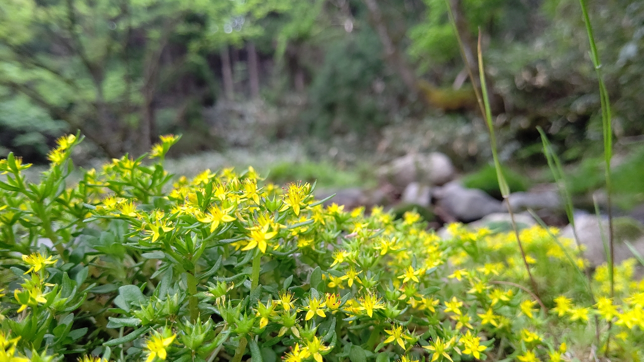 イワナ