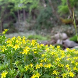 イワナ