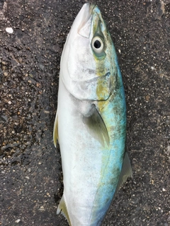 ハマチの釣果