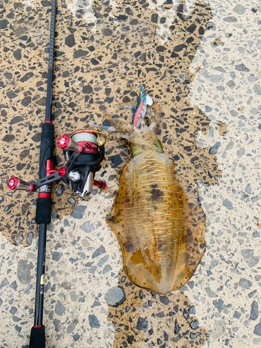 アオリイカの釣果