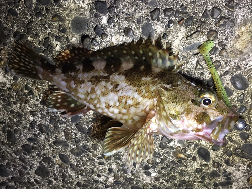 カサゴの釣果