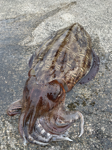 コウイカの釣果