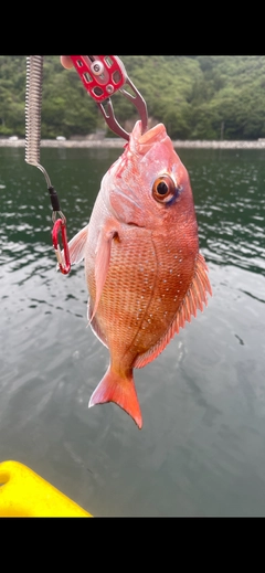 タイの釣果