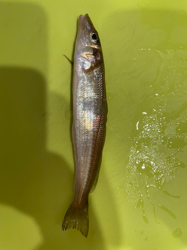 キスの釣果