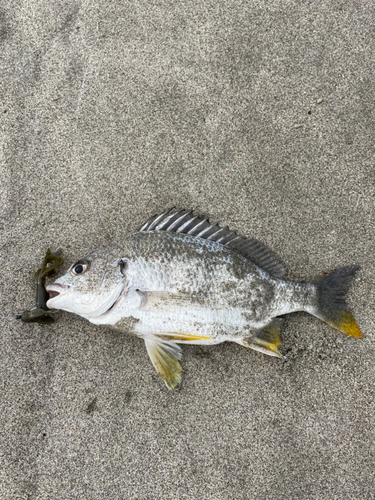 キビレの釣果