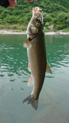 ウグイの釣果