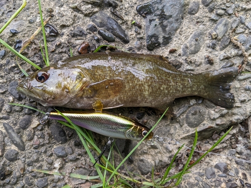 スモールマウスバスの釣果