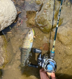 ニジマスの釣果