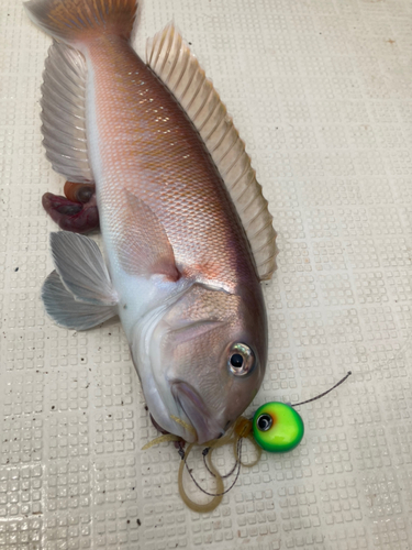 アマダイの釣果